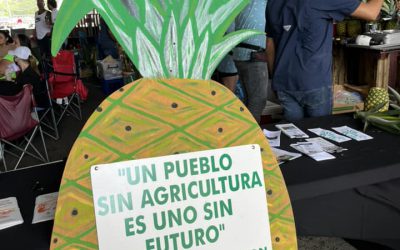 Festival de la Piña Cayena Lisa